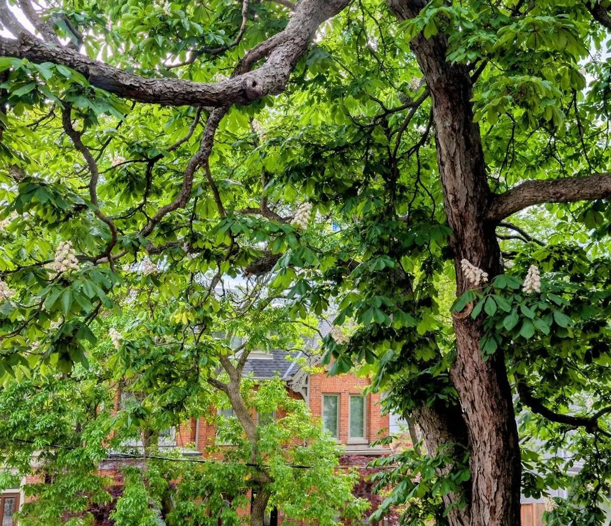 Hazelton Heritage Toronto